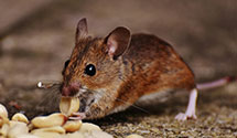 Find Exterminators in Lucas County